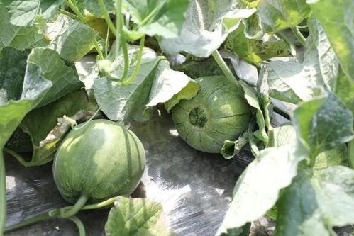 m718娱乐吃瓜,一场吃瓜盛宴背后的娱乐风云 第3张 m718娱乐吃瓜,一场吃瓜盛宴背后的娱乐风云 第3张